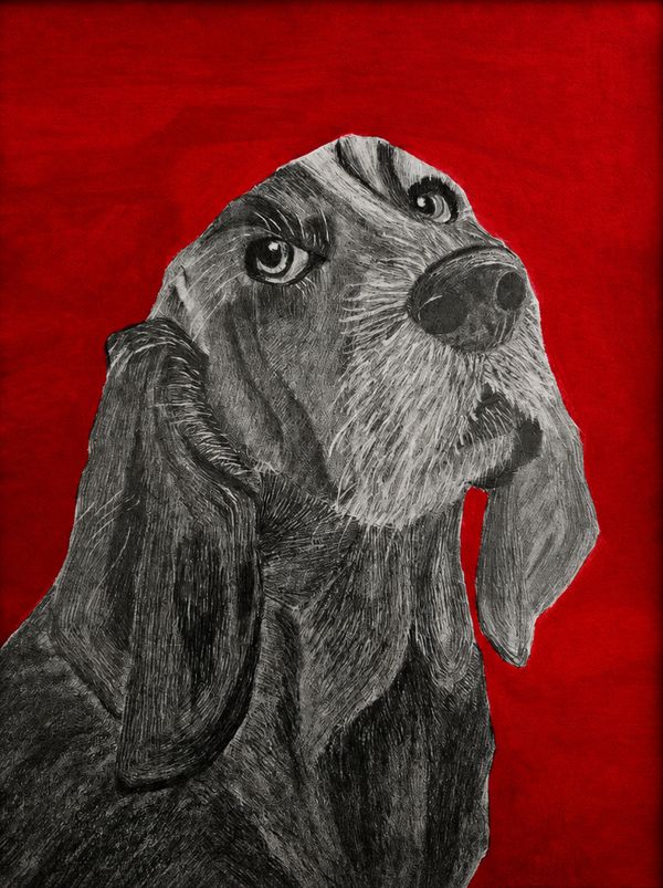 A Dog’s Gaze, Pencil on Paper