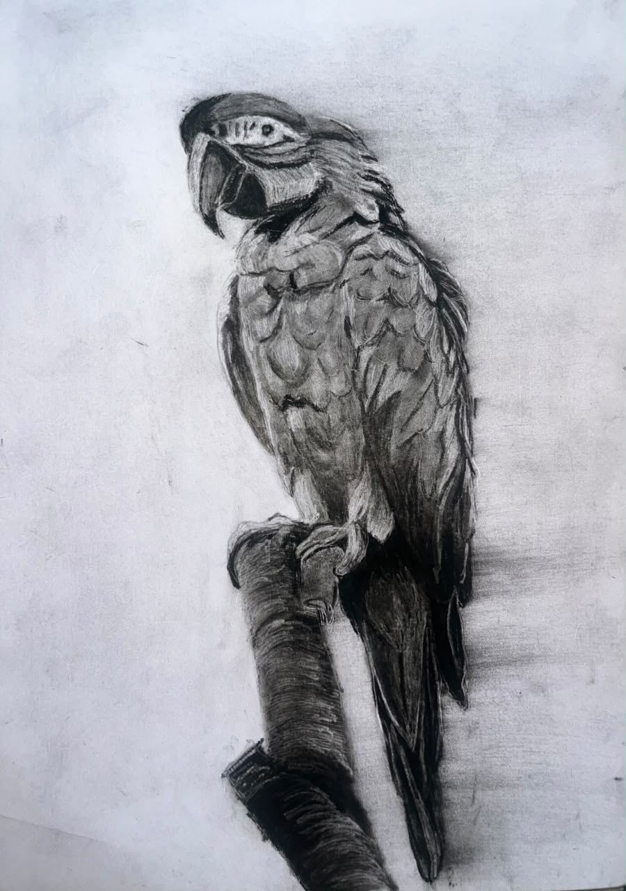 Macaw, Charcol on Paper