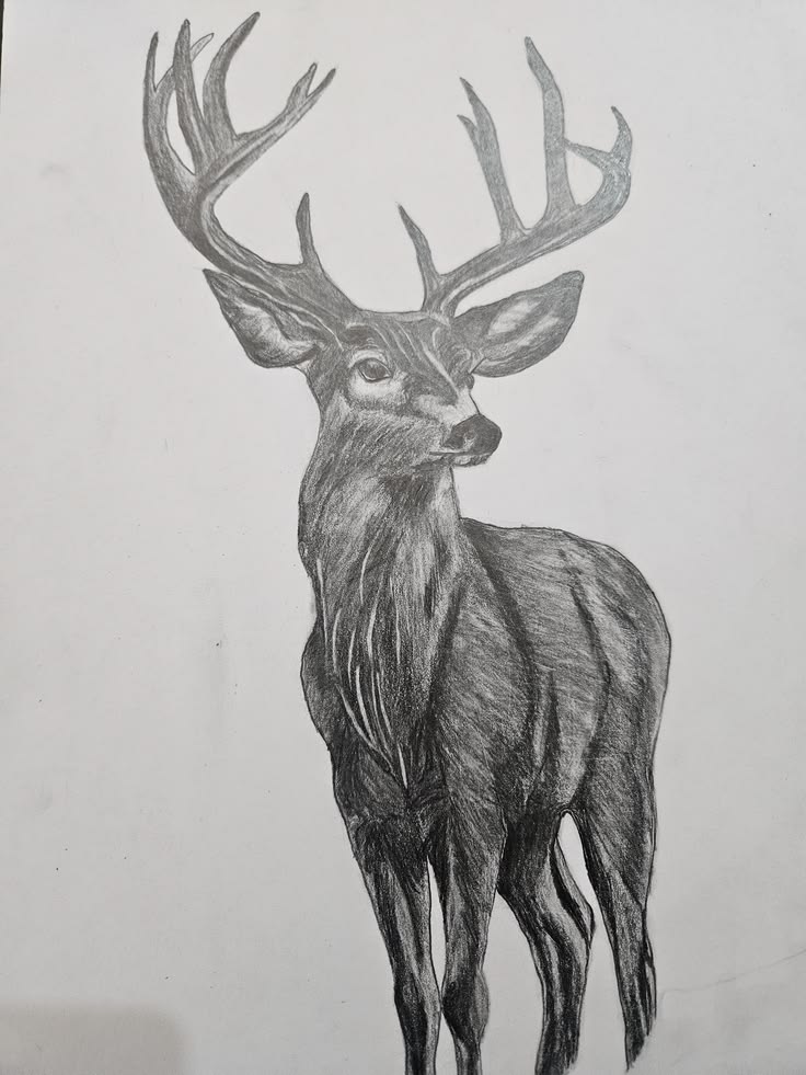 Majestic Stag, Pencil on Paper